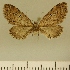  (Eupithecia BOLD:AAP4136 - JLC ZW Lep 00053)  @12 [ ] Copyright (2010) Unspecified Research Collection of Juergen Lenz