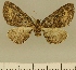  (Eupithecia JLCZW00054 - JLC ZW Lep 00054)  @11 [ ] Copyright (2010) Unspecified Research Collection of Juergen Lenz