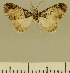  (Eupithecia JLCZW00055 - JLC ZW Lep 00055)  @11 [ ] Copyright (2010) Unspecified Research Collection of Juergen Lenz