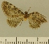  (Eupithecia JLCZW00056 - JLC ZW Lep 00056)  @11 [ ] Copyright (2010) Unspecified Research Collection of Juergen Lenz