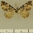  (Eupithecia BOLD:AAM0374 - JLC ZW Lep 00057)  @13 [ ] Copyright (2010) Unspecified Research Collection of Juergen Lenz