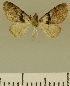  (Eupithecia JLCZW00060 - JLC ZW Lep 00060)  @11 [ ] Copyright (2010) Unspecified Research Collection of Juergen Lenz