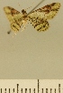 (Chloroclystis JLCZW00062 - JLC ZW Lep 00062)  @11 [ ] Copyright (2010) Unspecified Research Collection of Juergen Lenz