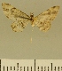  (Chloroclystis JLCZW00063 - JLC ZW Lep 00063)  @11 [ ] Copyright (2010) Unspecified Research Collection of Juergen Lenz