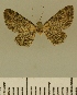  ( - JLC ZW Lep 00064)  @13 [ ] Copyright (2010) Unspecified Research Collection of Juergen Lenz
