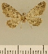 ( - JLC ZW Lep 00066)  @14 [ ] Copyright (2010) Unspecified Research Collection of Juergen Lenz