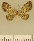  (Pasiphila BOLD:ADC5791 - JLC ZW Lep 00067)  @12 [ ] Copyright (2010) Unspecified Research Collection of Juergen Lenz