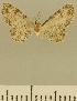  ( - JLC ZW Lep 00068)  @12 [ ] Copyright (2010) Unspecified Research Collection of Juergen Lenz