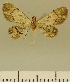  (Chloroclystis JLCZW00071 - JLC ZW Lep 00071)  @11 [ ] Copyright (2010) Unspecified Research Collection of Juergen Lenz
