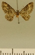  (Eupithecia JLCZW00072 - JLC ZW Lep 00072)  @11 [ ] Copyright (2010) Unspecified Research Collection of Juergen Lenz