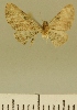  (Eupithecia JLCZW00075 - JLC ZW Lep 00075)  @13 [ ] Copyright (2010) Unspecified Research Collection of Juergen Lenz