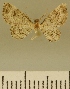  (Chloroclystis JLCZW00079 - JLC ZW Lep 00079)  @11 [ ] Copyright (2010) Unspecified Research Collection of Juergen Lenz