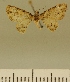  (Chloroclystis JLCZW00081 - JLC ZW Lep 00081)  @11 [ ] Copyright (2010) Unspecified Research Collection of Juergen Lenz