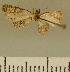  (Chloroclystis JLCZW00082 - JLC ZW Lep 00082)  @11 [ ] Copyright (2010) Unspecified Research Collection of Juergen Lenz