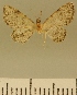  (Chloroclystis JLCZW00083 - JLC ZW Lep 00083)  @11 [ ] Copyright (2010) Unspecified Research Collection of Juergen Lenz