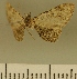  (Eupithecia JLCZW00087 - JLC ZW Lep 00087)  @11 [ ] Copyright (2010) Unspecified Research Collection of Juergen Lenz