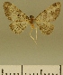  ( - JLC ZW Lep 00088)  @11 [ ] Copyright (2010) Unspecified Research Collection of Juergen Lenz