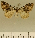  (Eupithecia JLCZW00092 - JLC ZW Lep 00092)  @11 [ ] Copyright (2010) Unspecified Research Collection of Juergen Lenz