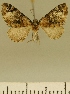  (Eupithecia JLCZW00093 - JLC ZW Lep 00093)  @11 [ ] Copyright (2010) Unspecified Research Collection of Juergen Lenz