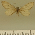  (Eupithecia BOLD:AAP4134 - JLC ZW Lep 00094)  @12 [ ] Copyright (2010) Unspecified Research Collection of Juergen Lenz