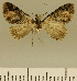  (Eupithecia BOLD:AAM0358 - JLC ZW Lep 00095)  @14 [ ] Copyright (2010) Unspecified Research Collection of Juergen Lenz