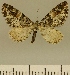  ( - JLC ZW Lep 00098)  @14 [ ] Copyright (2010) Unspecified Research Collection of Juergen Lenz