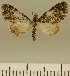  (Eupithecia JLCZW00100 - JLC ZW Lep 00100)  @11 [ ] Copyright (2010) Unspecified Research Collection of Juergen Lenz