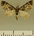  (Eupithecia JLCZW00102 - JLC ZW Lep 00102)  @11 [ ] Copyright (2010) Unspecified Research Collection of Juergen Lenz