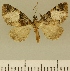  (Eupithecia JLCZW00103 - JLC ZW Lep 00103)  @11 [ ] Copyright (2010) Unspecified Research Collection of Juergen Lenz