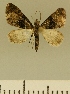  (Eupithecia JLCZW00104 - JLC ZW Lep 00104)  @11 [ ] Copyright (2010) Unspecified Research Collection of Juergen Lenz