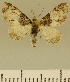  (Eupithecia JLCZW00105 - JLC ZW Lep 00105)  @11 [ ] Copyright (2010) Unspecified Research Collection of Juergen Lenz