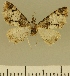  (Eupithecia JLCZW00106 - JLC ZW Lep 00106)  @11 [ ] Copyright (2010) Unspecified Research Collection of Juergen Lenz