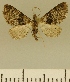  (Eupithecia JLCZW00107 - JLC ZW Lep 00107)  @11 [ ] Copyright (2010) Unspecified Research Collection of Juergen Lenz