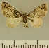  (Eupithecia JLCZW00108 - JLC ZW Lep 00108)  @11 [ ] Copyright (2010) Unspecified Research Collection of Juergen Lenz