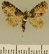  (Eupithecia JLCZW00111 - JLC ZW Lep 00111)  @11 [ ] Copyright (2010) Unspecified Research Collection of Juergen Lenz