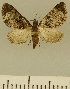  (Eupithecia JLCZW00112 - JLC ZW Lep 00112)  @11 [ ] Copyright (2010) Unspecified Research Collection of Juergen Lenz