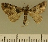  (Eupithecia JLCZW00113 - JLC ZW Lep 00113)  @11 [ ] Copyright (2010) Unspecified Research Collection of Juergen Lenz