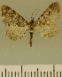  (Eupithecia JLCZW00114 - JLC ZW Lep 00114)  @11 [ ] Copyright (2010) Unspecified Research Collection of Juergen Lenz