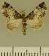  (Eupithecia JLCZW00115 - JLC ZW Lep 00115)  @11 [ ] Copyright (2010) Unspecified Research Collection of Juergen Lenz