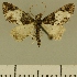  (Eupithecia JLCZW00116 - JLC ZW Lep 00116)  @11 [ ] Copyright (2010) Unspecified Research Collection of Juergen Lenz