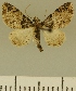  (Eupithecia JLCZW00117 - JLC ZW Lep 00117)  @11 [ ] Copyright (2010) Unspecified Research Collection of Juergen Lenz