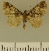  (Eupithecia JLCZW00119 - JLC ZW Lep 00119)  @11 [ ] Copyright (2010) Unspecified Research Collection of Juergen Lenz