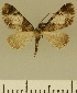  (Eupithecia JLCZW00120 - JLC ZW Lep 00120)  @11 [ ] Copyright (2010) Unspecified Research Collection of Juergen Lenz