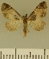  (Eupithecia JLCZW00121 - JLC ZW Lep 00121)  @11 [ ] Copyright (2010) Unspecified Research Collection of Juergen Lenz