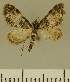 (Eupithecia JLCZW00123 - JLC ZW Lep 00123)  @11 [ ] Copyright (2010) Unspecified Research Collection of Juergen Lenz