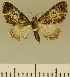  (Eupithecia JLCZW00124 - JLC ZW Lep 00124)  @11 [ ] Copyright (2010) Unspecified Research Collection of Juergen Lenz