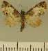  (Eupithecia JLCZW00125 - JLC ZW Lep 00125)  @11 [ ] Copyright (2010) Unspecified Research Collection of Juergen Lenz