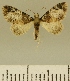  (Eupithecia JLCZW00127 - JLC ZW Lep 00127)  @11 [ ] Copyright (2010) Unspecified Research Collection of Juergen Lenz