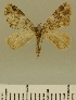  (Eupithecia JLCZW00128 - JLC ZW Lep 00128)  @11 [ ] Copyright (2010) Unspecified Research Collection of Juergen Lenz