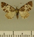  (Eupithecia JLCZW00129 - JLC ZW Lep 00129)  @11 [ ] Copyright (2010) Unspecified Research Collection of Juergen Lenz
